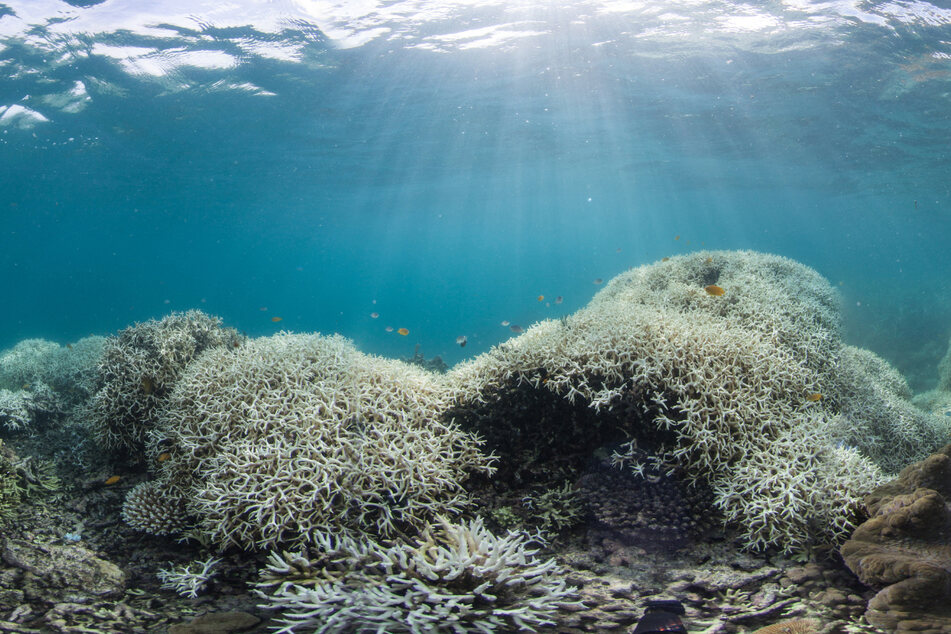 Weiß verblichene Korallen stehen auf einem Felsen des Great Barrier Reef vor Australien.