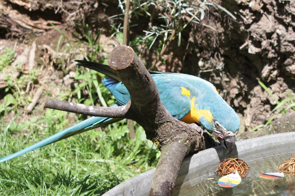 Die Vögel zogen am Ende keinen Ball aus dem Wasser.