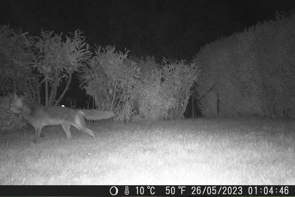 Die Bilder der Kameras zeigen den Fuchs auf seinem nächtlichem Beutezug.