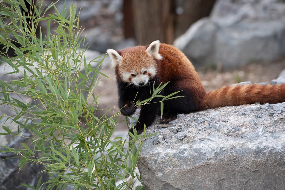 Rote Pandas gelten als stark gefährdet. (Symbolfoto)