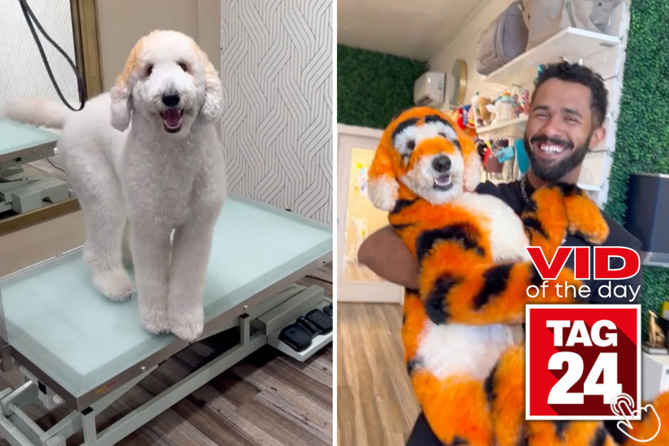 Today's Viral Video of the Day features a dog transformation into one of the world's most loved cartoon characters: Tigger from Winnie The Pooh!