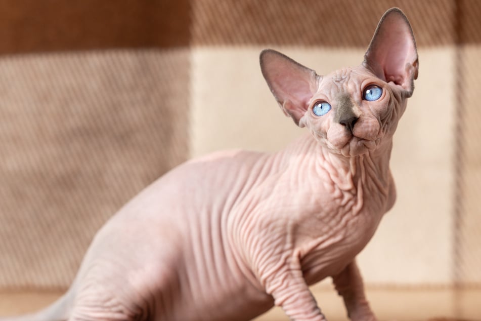 Haarloses Elend oder liebevolles Haustier? Die Sphynx-Katze im Porträt