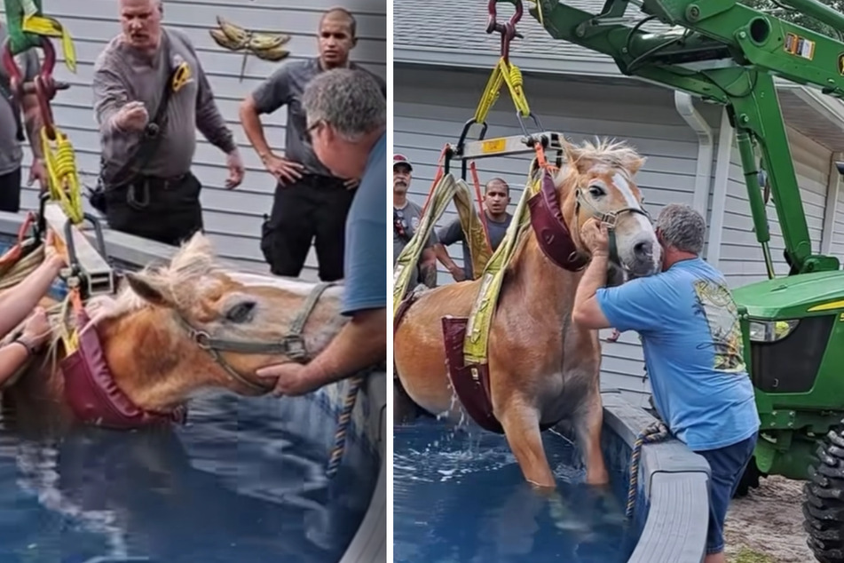 Too hot? Horse rescued from pool by fire department in wild video