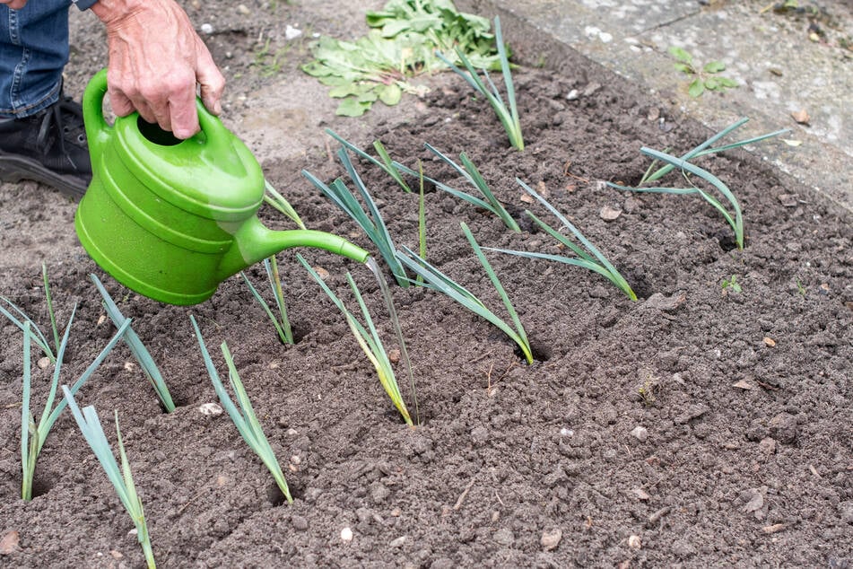 Pflanzt man die Wintersorten rechtzeitig, sind die zum Wintereinbruch bereits kräftig und bereit für den Frost.