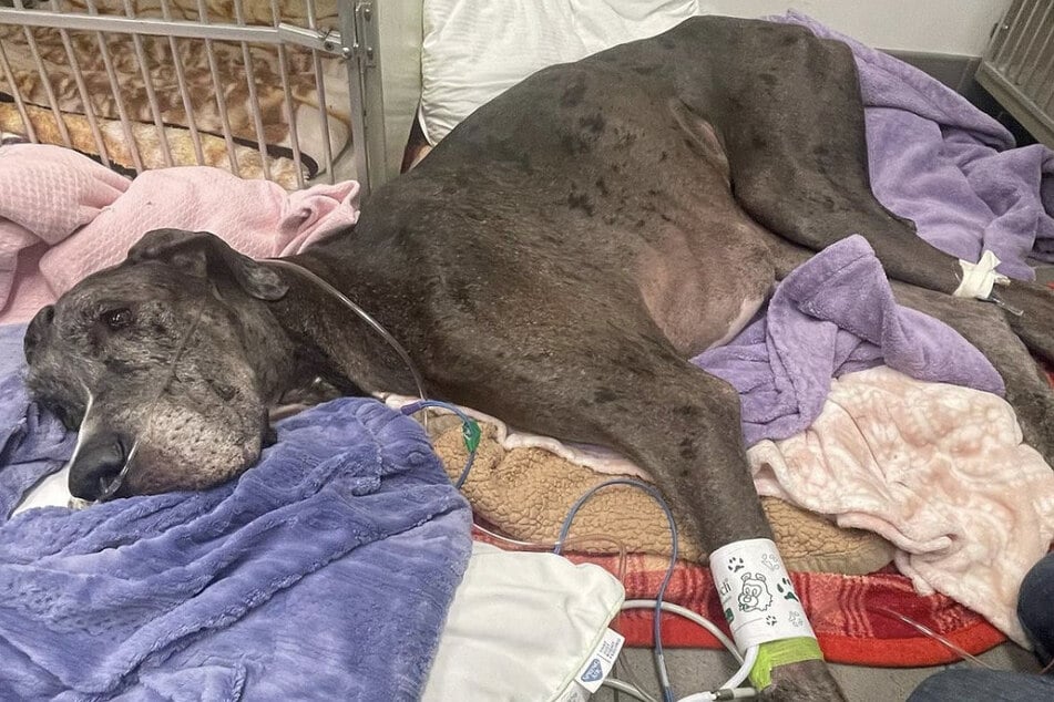Great Dane Zeus had a successful surgery but tragically developed fatal pneumonia shortly after.