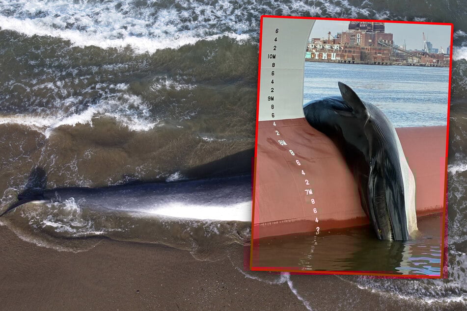 Schockfund am Hafen: Toter Riesen-Wal auf Frachter entdeckt