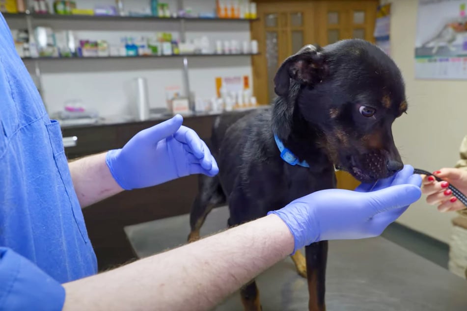 Frau rettet armen Hund in Ukraine: Was der Tierarzt dann entdeckt, hat niemand geahnt