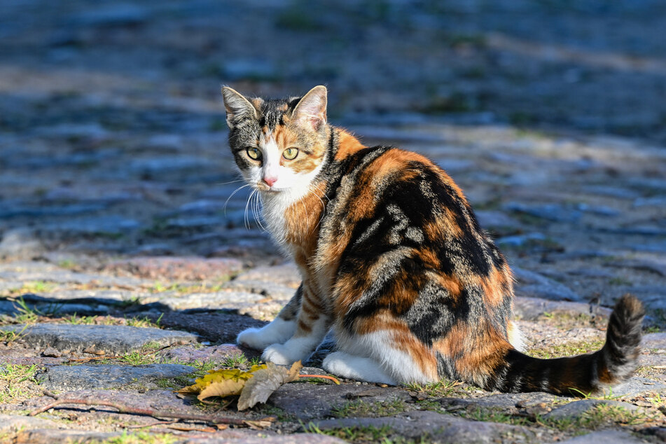 Ein Tierarzt entdeckte ein Projektil im Kopf des Tieres. Jetzt sucht die Polizei nach Zeugen. (Symbolbild)