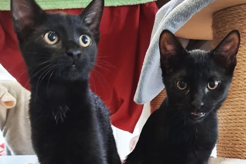 Las dos gatitas, Kathy y Kitty, quieren mudarse con sus hermanos del refugio de animales de Berlín.