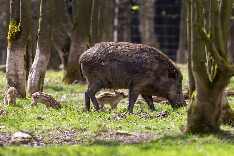 Chemnitz: Wegen Seuchen-Gefahr: Wildschweine im Wildgatter Chemnitz getötet
