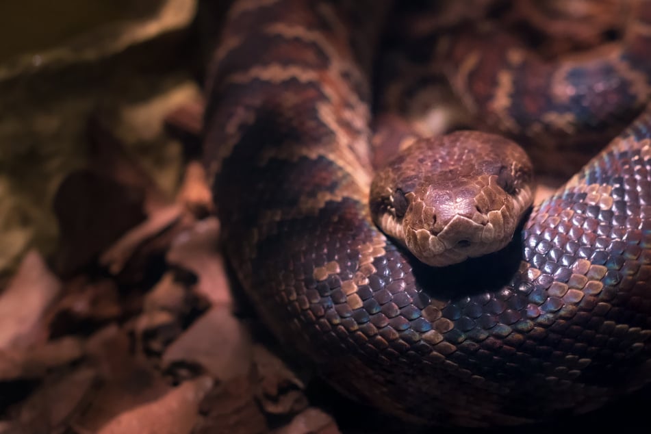 Nejdelší had na světě objeven! Divoký python měří více než obytný vůz