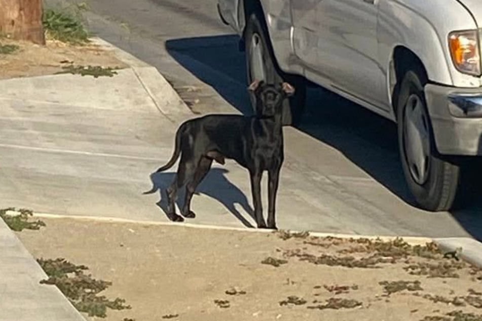 Dieser Hund erwies sich als harter Brocken.