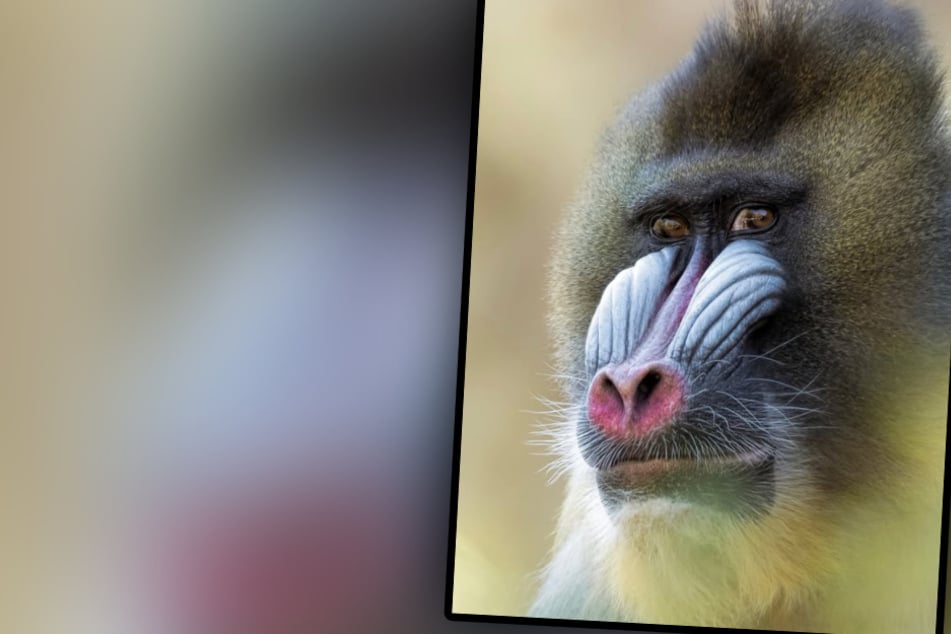 Mandrill-Männchen Napo wurde 24 Jahre alt.