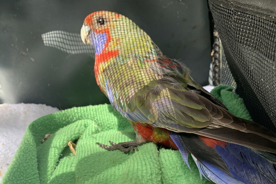 Rescuers were able to reach this colorful bird and free it from the pipe it was perched in.