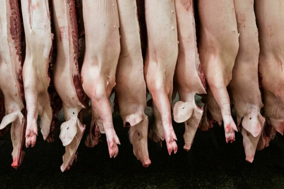 Halbierte Schweine hängen in einem Schlachthof. (Symbolbild)