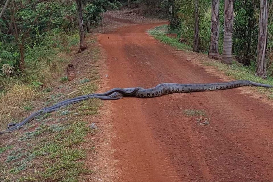 Riesen Schlange blockiert den Weg, und sie ist nicht allein