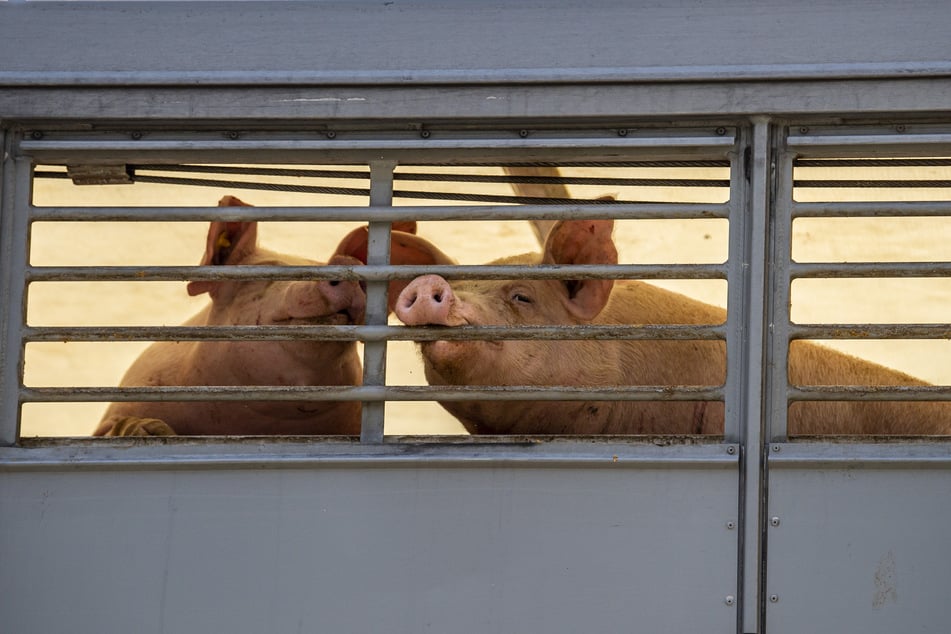 Zwei Schweine beißen in einem Transporter, der sie zu einem Schlachthof bringt, in das Gitter. (Archivbild)