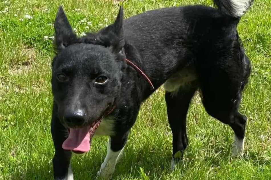 Freddy, een mengeling uit het dierenasiel in Hamburg, is op zoek naar een echt thuis.