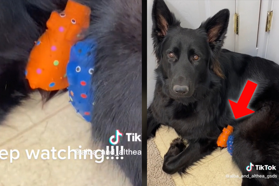 Schäferhund bekommt buntes Spielzeug: Was er damit anstellt, lässt Herzen schmelzen