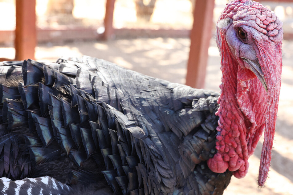 A gang of aggressive turkeys have been terrorizing residents of Woburn, leaving some worried for their safety.