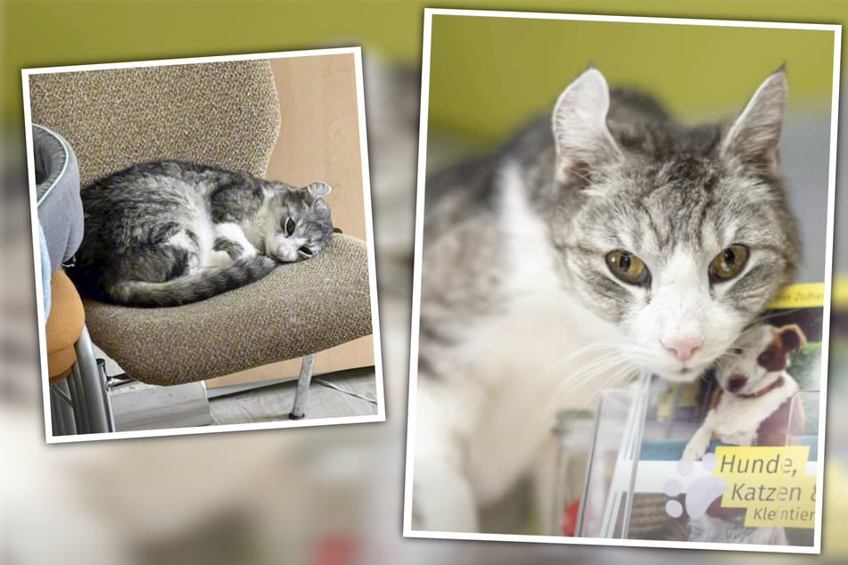 Feelgood-Manager sucht ein Zuhause: Unter anderem mit diesen Bildern stellt sich Schlumpi aktuell auf der Facebook-Seite des Tierheims Oelzschau vor.