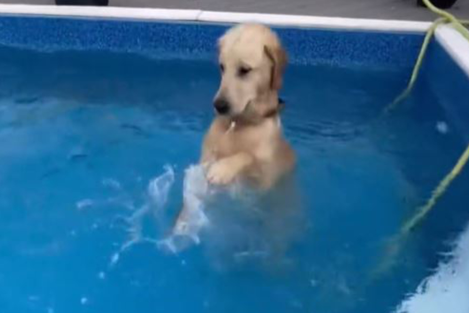 This dog loves to splash around and his neighbors really don't mind.