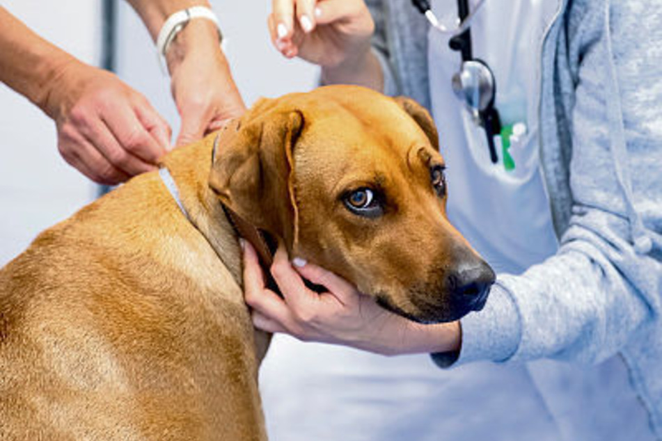 Vier bis fünf an Babesiose erkrankte Hunde behandelt der Torgauer Tierarzt Bernd Walloschke (43) wöchentlich in seiner Praxis. Unerkannt führt die Infektion zum Tode. (Symbolfoto)