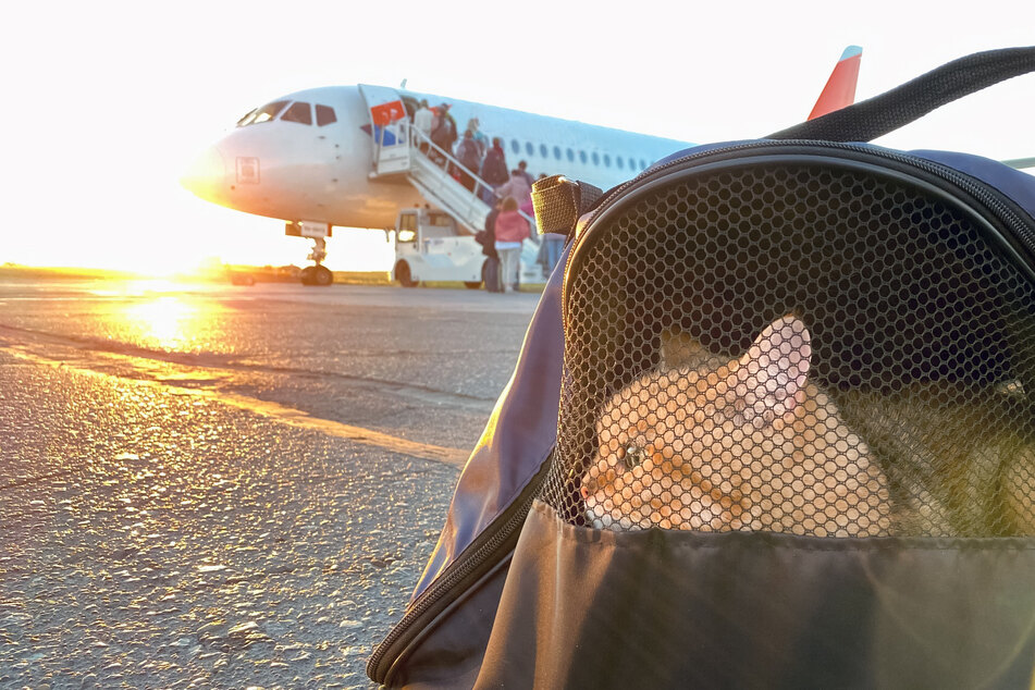 Cats roaming Rome's Fiumicino International Airport could end up endagering air traffic.