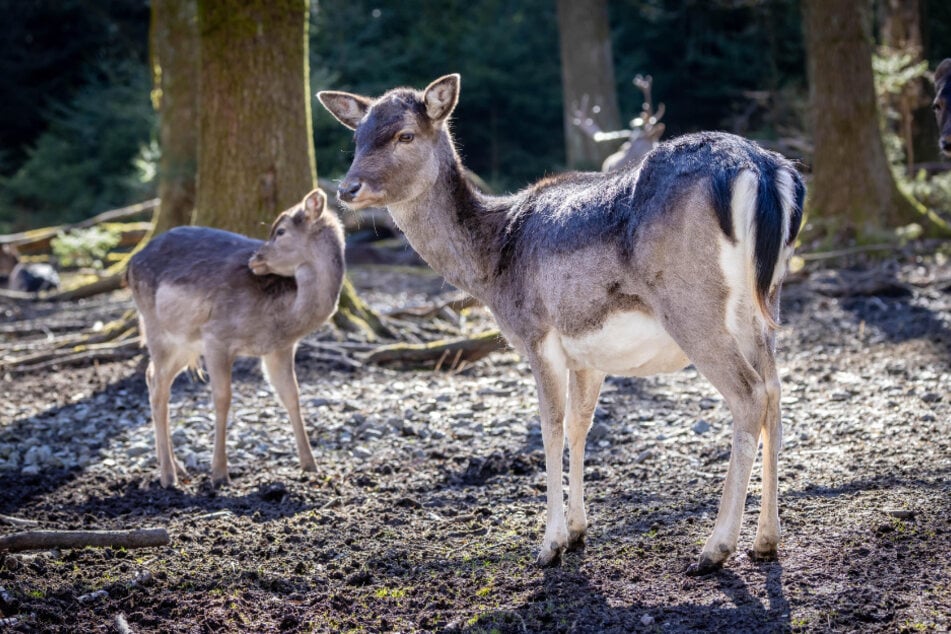 Im Wildgatter Oberrabenstein werden zahlreiche Ostereier versteckt.