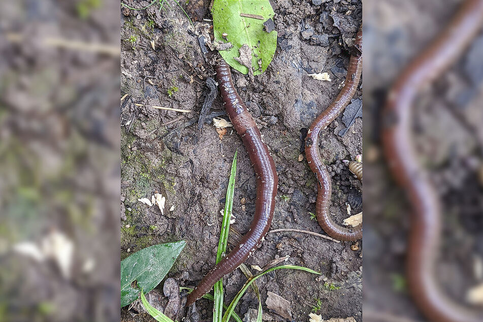 The jumping worms don't even need a partner to make babies.