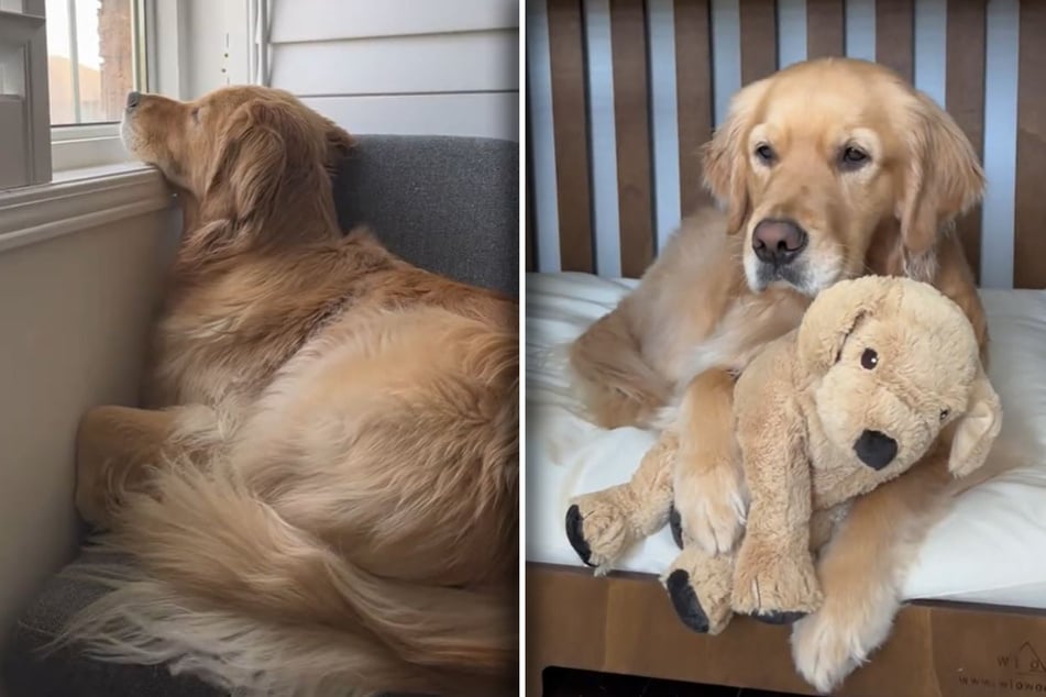 Golden-Retriever-Dame Daisy wirkte oft einsam, als sie allein mit ihrem Frauchen in Kanada lebte.