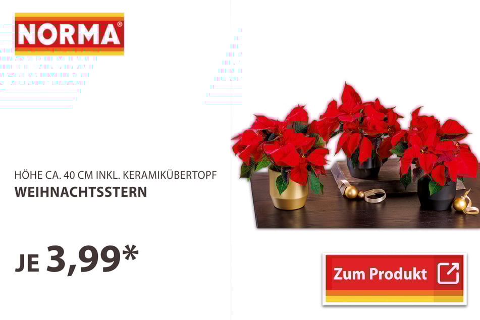 Weihnachtsstern