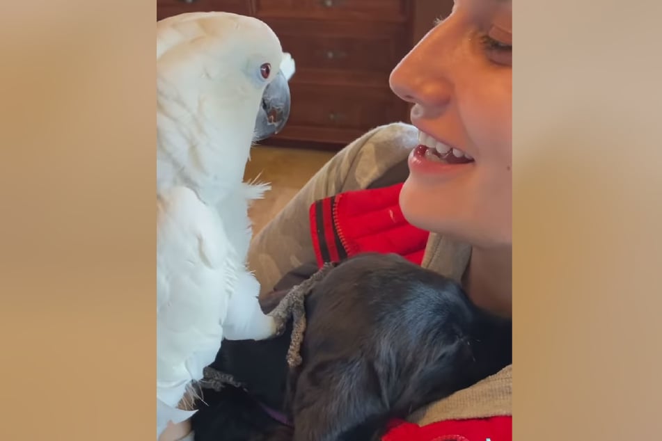 Wendy Albright with her parrot Sweet Pea and his Labrador puppy brother.