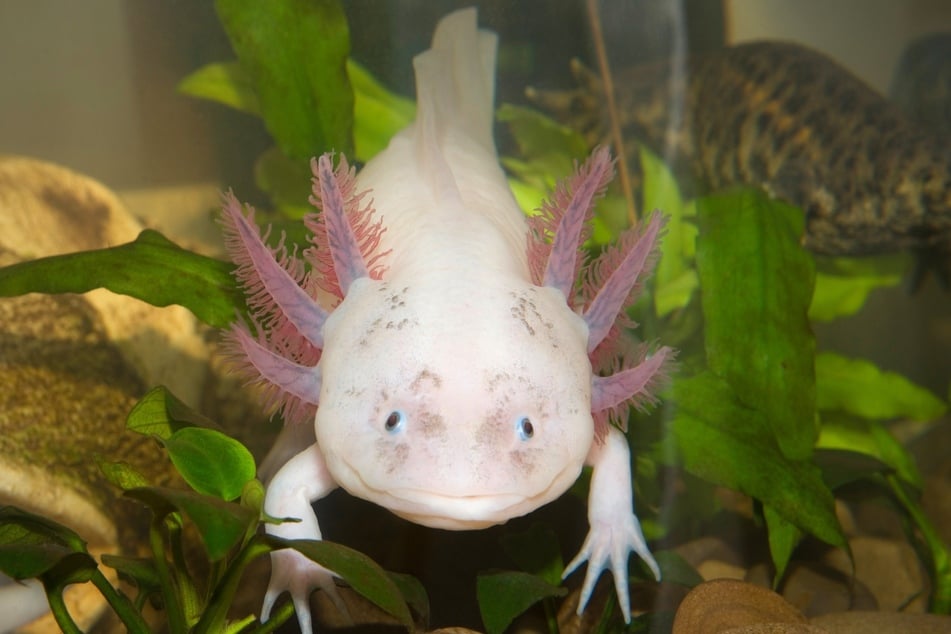 Sie sehen aus wie kleine Seeungeheuer - Axolotl.