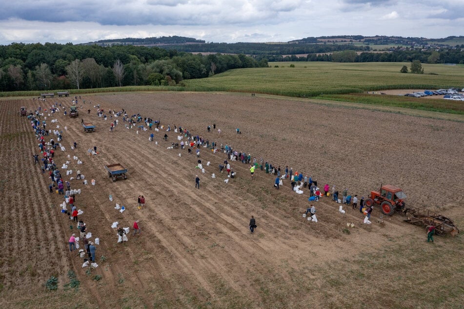 Hunderte pflückten gestern auf dem Feld der Agrargenossenschaft Reinholdshain Concordia und rotschalige Laura-Kartoffeln.
