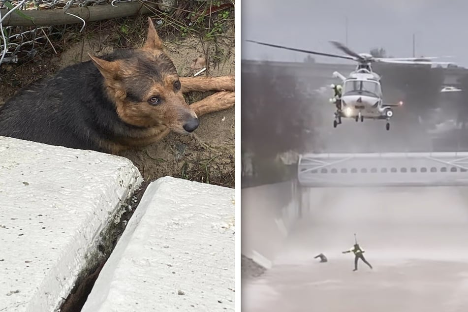 Dog and owner get "harrowing" rescue in LA flood: "Happy to be alive"