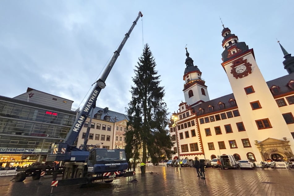 Da steht er: Der Chemnitzer Weihnachtsbaum wurde am Samstagnachmittag mit einem Kran an seinen Platz befördert.