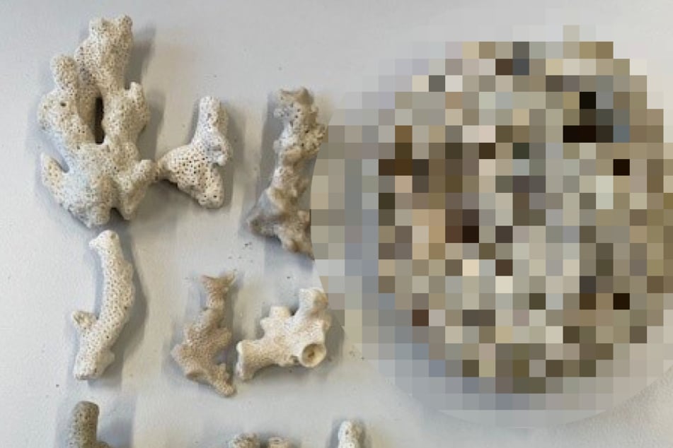 Köln: Zoll staunt nicht schlecht, was Reisender sich aus Thailand-Urlaub mitgebracht hat