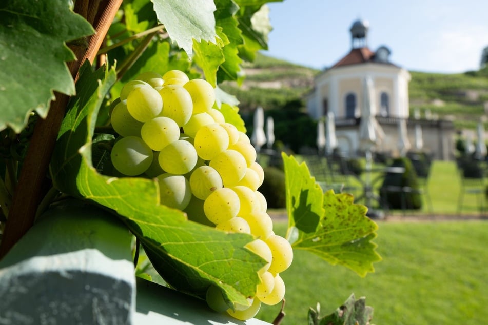 Die letzten Weintrauben hängen noch an den Reben - Herbst-Zeit bedeutet für die Winzer Erntezeit. Jetzt ist also der ideale Zeitpunkt, um etwas über den beliebten Traubensaft zu erfahren.