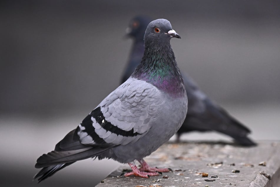 93 Tauben waren der Hitze hilflos ausgeliefert, mehrere Tiere waren sogar verendet. (Symbolfoto)