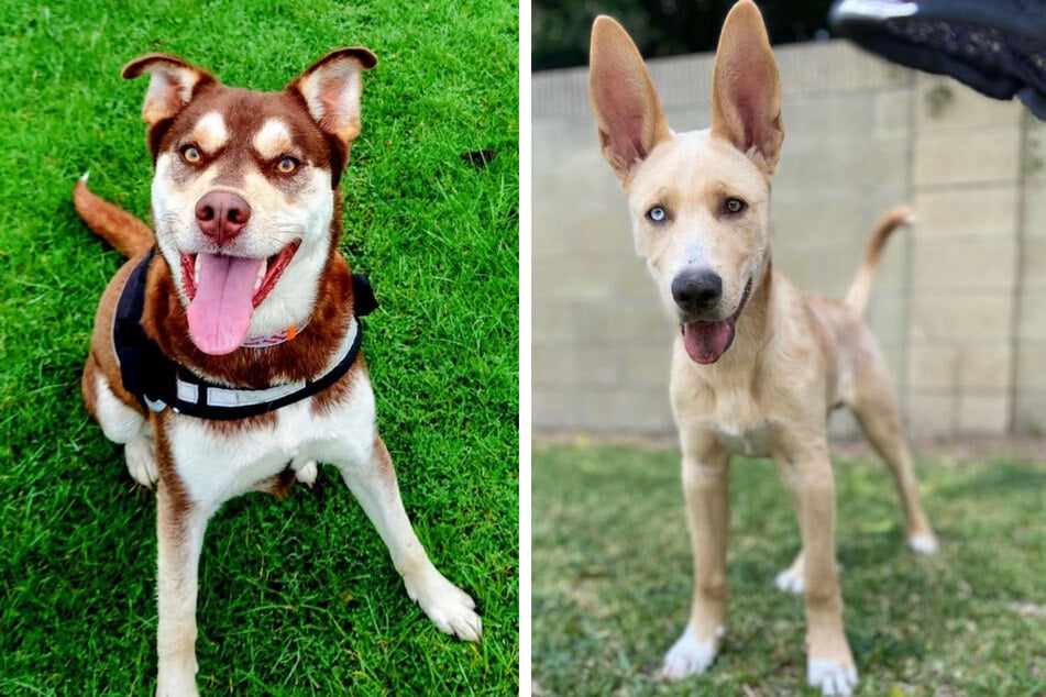 Finley (l.) and Ranger are two very different examples of what a labsky can end up looking like.