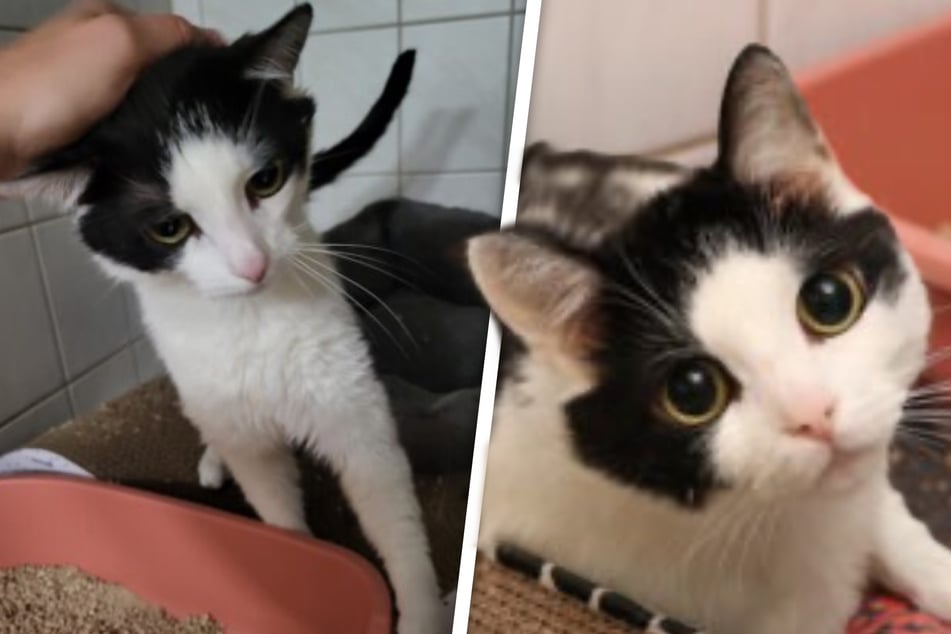 Zweimal ins Tierheim zurückgebracht: Kater Mutlich will endlich ein Zuhause für immer