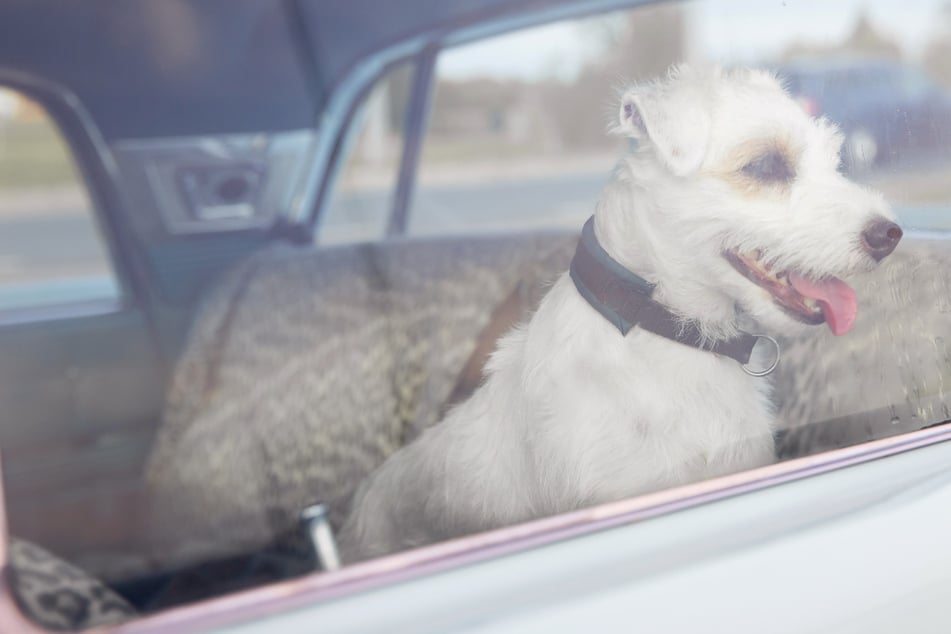 Hund über eine Stunde in überhitztem Auto gelassen: Für die Besitzer kommt es jetzt knüppeldick