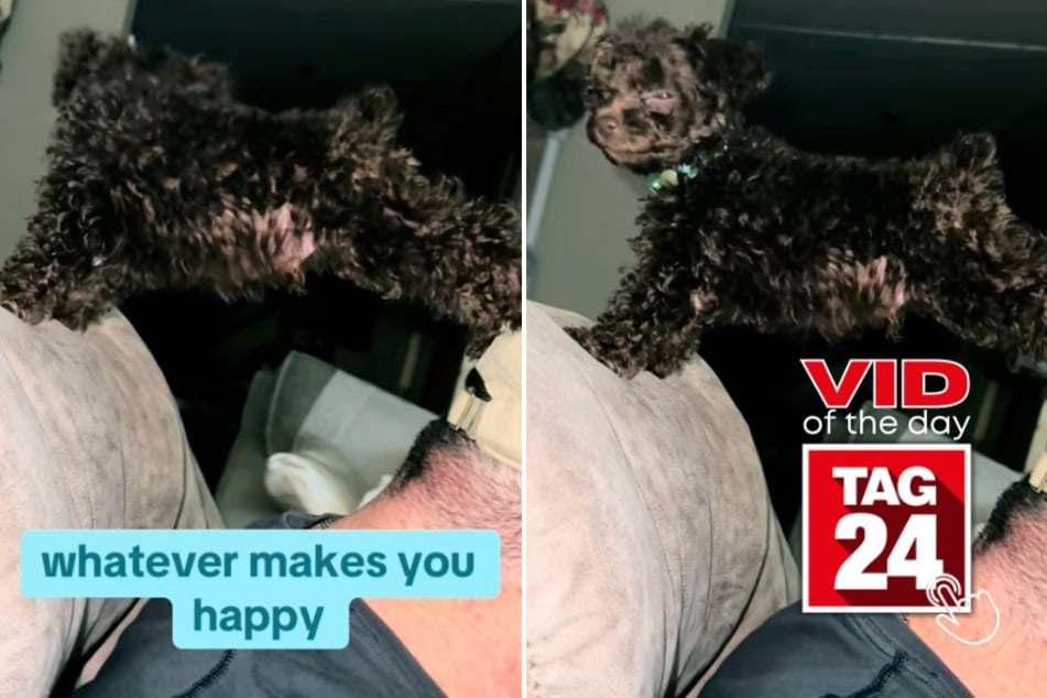 viral videos: Viral Video of the Day for January 7, 2025: 11-week-old puppy's hilarious antics get TikTok giggling!