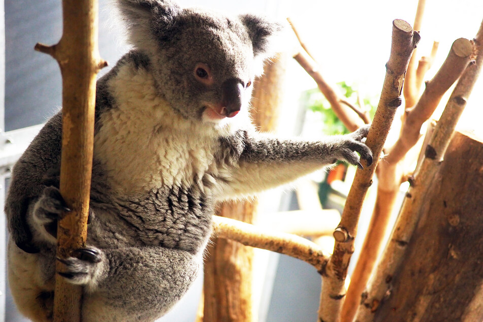 Koala-Dame Mandie bekommt Nachwuchs!