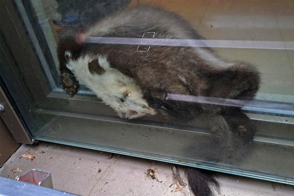 Der Marder saß zwischen Fensterscheibe und der Glasscheibe des französischen Balkons fest.