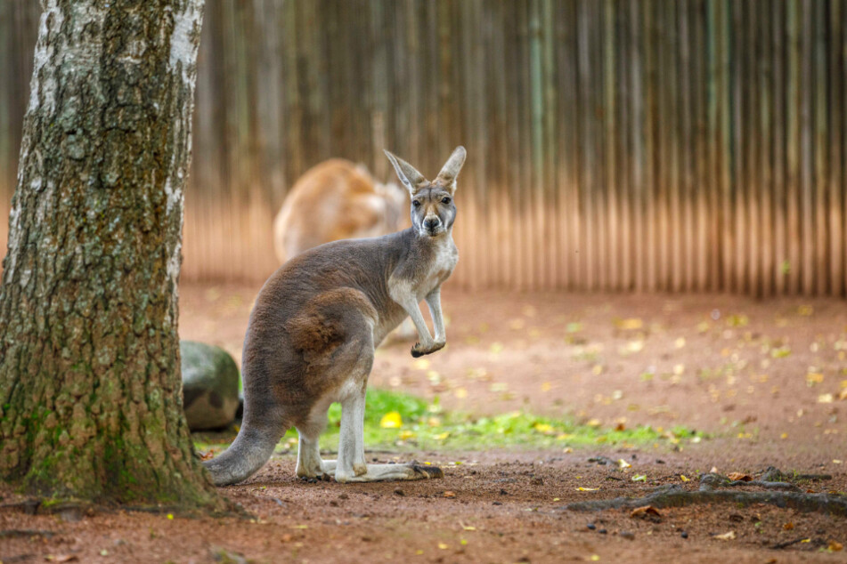 Rote Riesenkängurus sind attraktive Beuteltiere. Die neue Anlage hat einen Besucherpfad, der es Tierfreunden erlaubt, ihren Lieblingen sehr nah zu kommen.