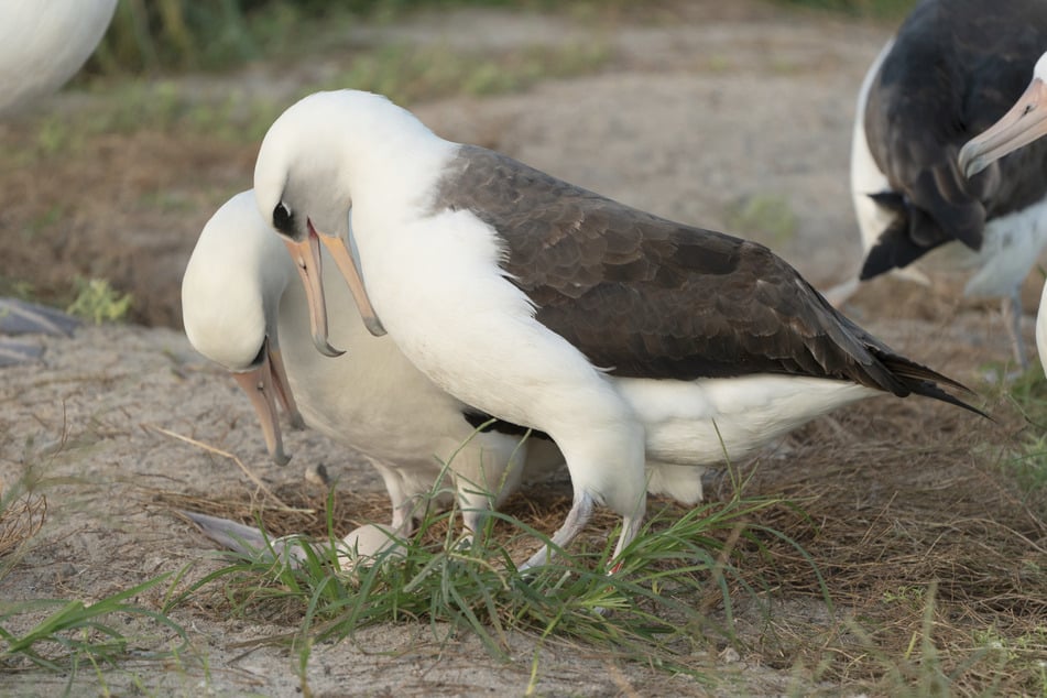 Devoted mama Wisdom the bird (right) never lets her egg out of her sight.