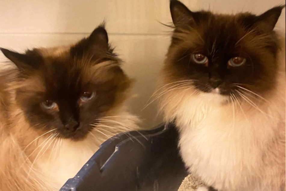 Nachdem die beiden Katzen "Bisou" und "Donna" von einer Familie adoptiert worden waren, sollte alles besser werden. Doch dann kam es ganz anders.