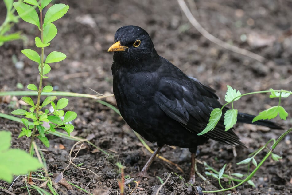 Insgesamt gibt es in Nordrhein-Westfalen geschätzt rund eine Million Amsel-Brutpaare.